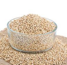 Sorghum