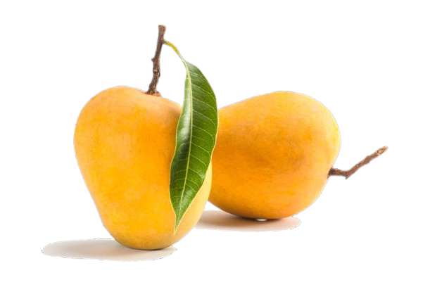 Alphonso Mango
